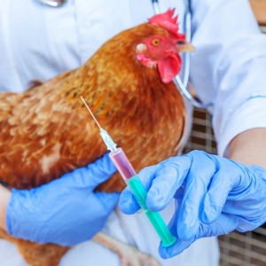 Ветеринарная помощь