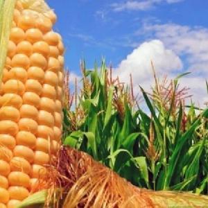 Бактериальный вилт кукурузы