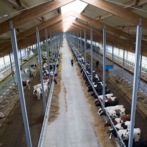 Услуги для животноводческих ферм
