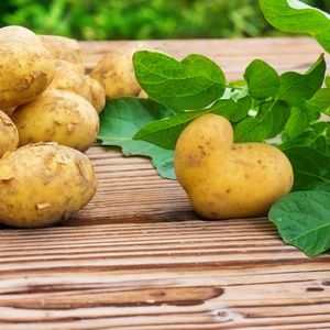 Выращивание отборного картофеля