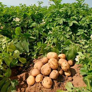 Выращивание картофеля