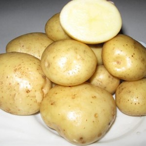 Картофель сорта Скарб