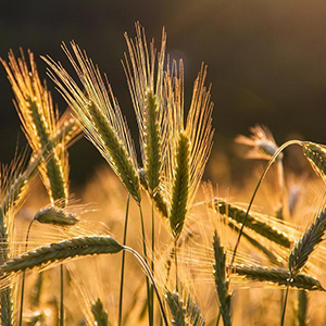 Реализация зерновых культур