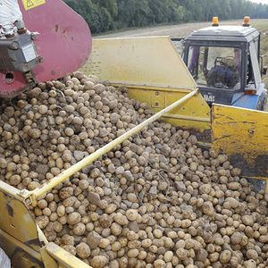 Выращивание продовольственного и семенного картофеля