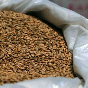 Хранение сортовых семян зерновых культур