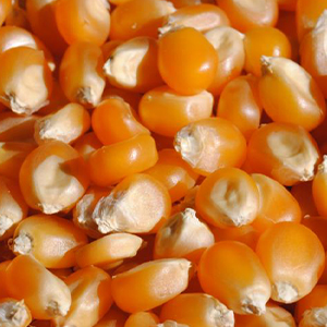 Зерно кукурузы для попкорна