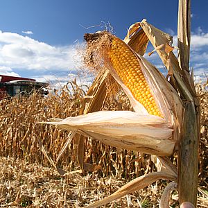 Уборка кукурузы