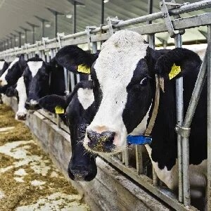 Производство молочной продукции, разведение КРС