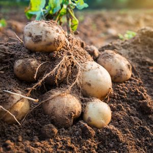 Выращивание отборного картофеля