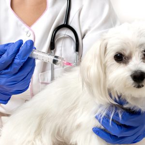 Вакцинация собак и кошек, кроликов