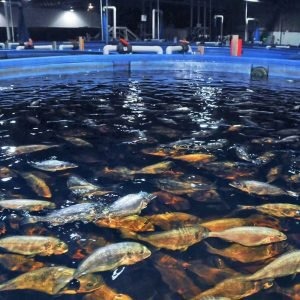 Оформление и выдача ветеринарно-санитарного паспорта рыбоводного хозяйства