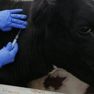 Консультация в области ветеринарии, диагностика, лечение, лечебно-профилактические мероприятия, вакц