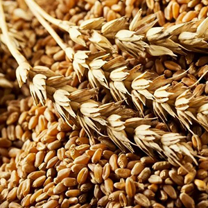 Выращивание и реализация зерновых культур