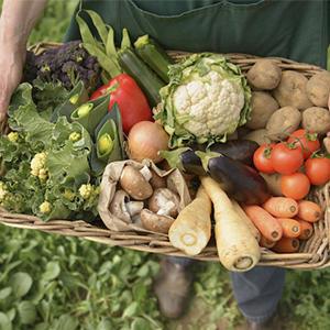 Продукция растениеводства