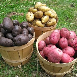 Выращивание картофеля сорта