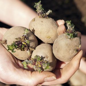 Выращивание клубней картофеля