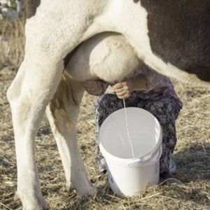 Молоко коровье