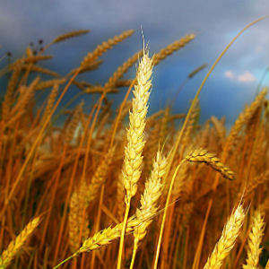 Зерновые, зернобобовые культуры