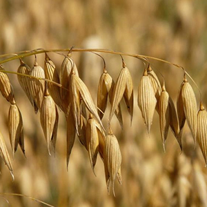 Яровые зерновые культуры
