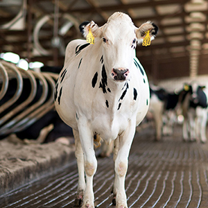 Фермы по производству молока