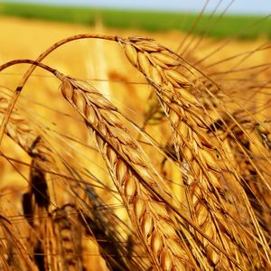 Выращивание яровых зерновых культур
