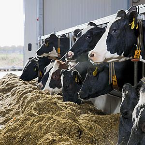 разведение коров