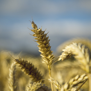 Крупные закупки пшеницы