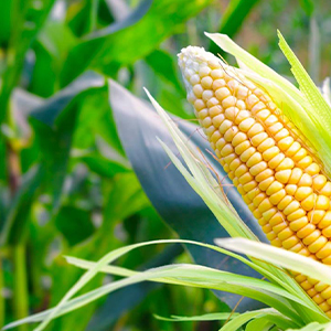 Реализация кукурузы
