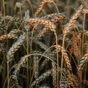 Выращивание зерновых, зернобобовых культур
