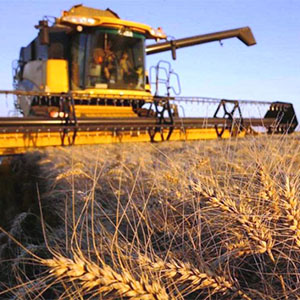 Реализация зерновых культур
