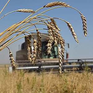 Выращивание и реализация зерновых культур