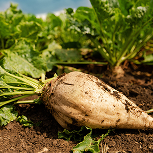 Сахарная свекла