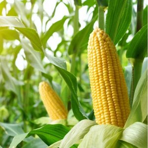 Кукуруза