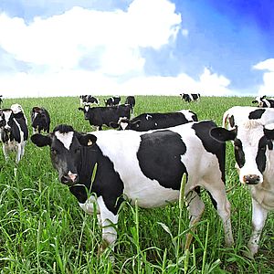 Выращивание КРС молочного направления