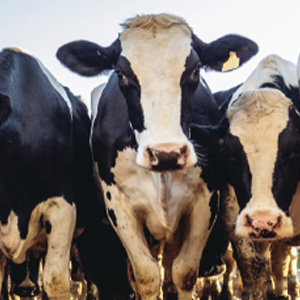 КРС живым весом