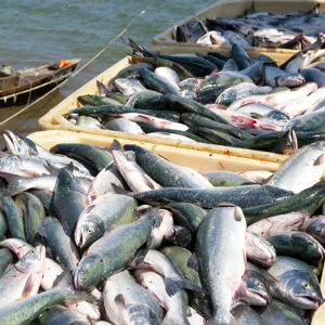 Управление и регулирование в области рыболовства