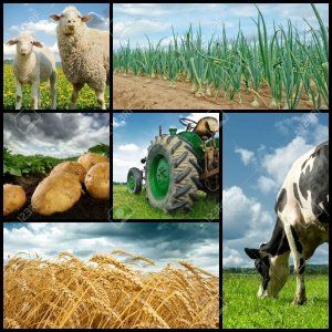 Сайты крестьянских (фермерских) хозяйств