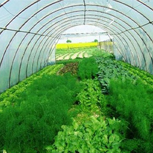 Тепличная зелень