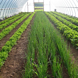 Тепличная зелень оптом