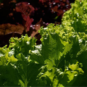 Салат Латук