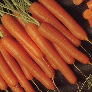 Морковь столовая опт