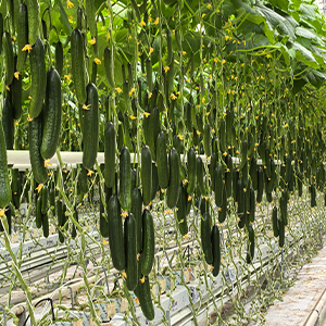 Огурец среднеплодный