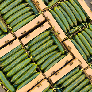 Огурец среднеплодный оптом