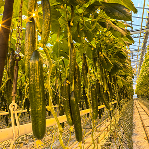 Огурец длинноплодный