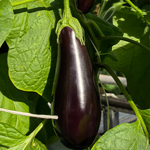 Баклажаны свежевыращенные цена