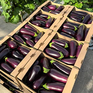 Свежие баклажаны оптом