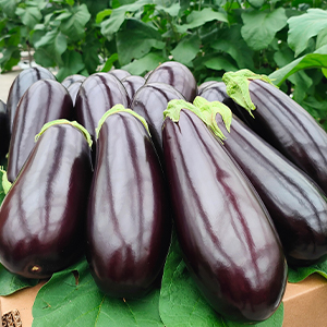 Баклажаны от производителя