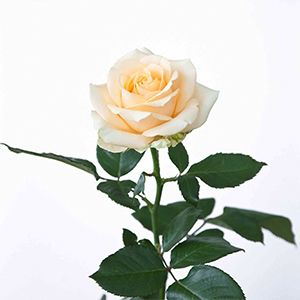 Пич аваланч