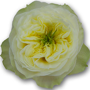 Солберри Хилл