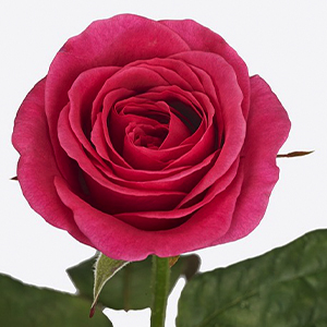 Лондон Белл